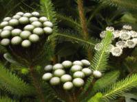 Berzelia albiflora