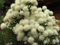 Brunia noduliflora flower heads