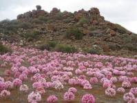 Brunsvigia bosmaniae display at Hantam NBG