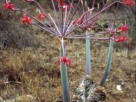 Brunsvigia josephinae