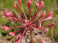 Brunsvigia orientalis