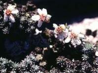 Flowering 