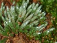 Bryum argenteum