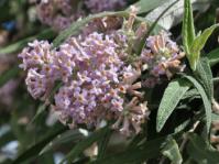 Buddleja salviifolia