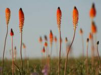 Bulbinella latifolia subsp. doleritica.  Photo Bettina Koelle