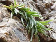 Bulbine cremnophila growing on a sandstone cliff in the Baviaanskloof (Eastern Cape) © G. Nichols 