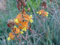 Bulbine frutescens. Photo: G Nichols