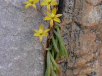 Growing in habitat Paradyskloof in spring.