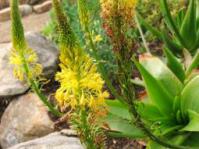 Bulbine latifolia