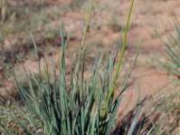 Plant showing leaves and flowers