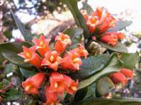 Burchellia bubalina