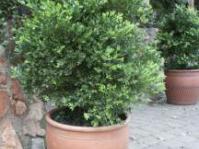 Buxus macowanii