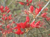Cadaba aphylla Photo © Rod Saunders