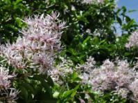 Calodendrum capense