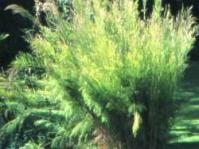 Restio paniculatus