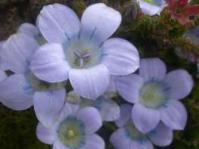 Roella ciliata