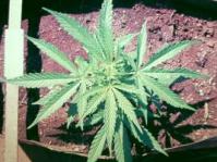 Young Cannabis plant 