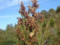 Male inflorescence
