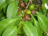 Leaves and fruits