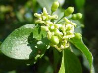 Canthium ciliatum flowers & leaves © G. Nichols 
