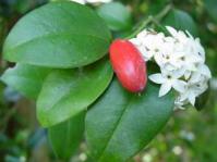 Carissa bispinosa. Photo Geoff Nichols