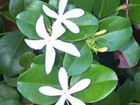 Carissa macrocarpa