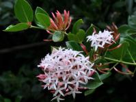 Carissa edulis