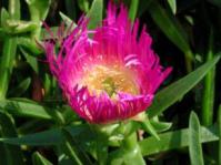 In flower