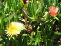 Fresh and old pinkish flower