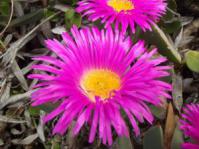 Bright flowers