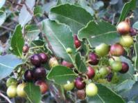 Colourful berries of Cassine peragua