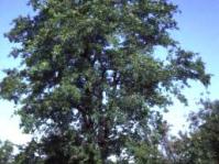 Catha edulis: Photo G Nichols