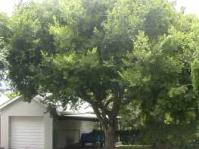 Celtis africana