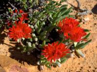 Cephallophyllum alsotonii