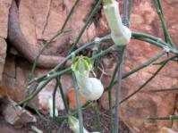 Ceropegia ampliata