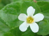 Chaenostoma cordatum flower