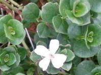 In flower