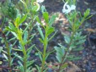 Chascanum cernuum