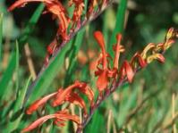 Chasmanthe aethiopica