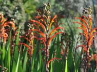 Chasmanthe bicolor