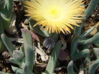 Cheiridopsis denticulata