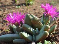 Cheiridopsis purpurea succulent
