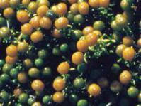 Christmas berries ripening