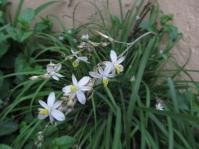 Plant in flower