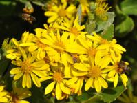 Osteospermum moniliferum 