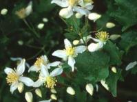 Clematis brachiata