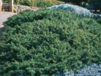 Cliffortia ferruginea