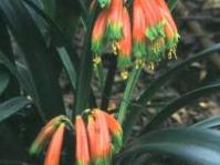 Clivia gardenii