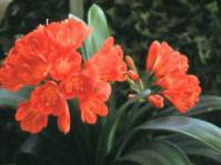 Clivia miniata