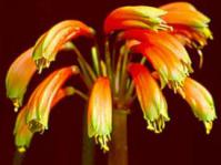 Clivia robusta